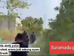 POLRES GRESIK MUSNAKAN ARENA SABUNG AYAM DI MENGANTI