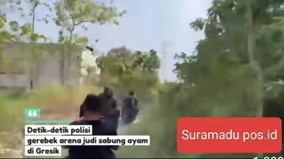 POLRES GRESIK MUSNAKAN ARENA SABUNG AYAM DI MENGANTI