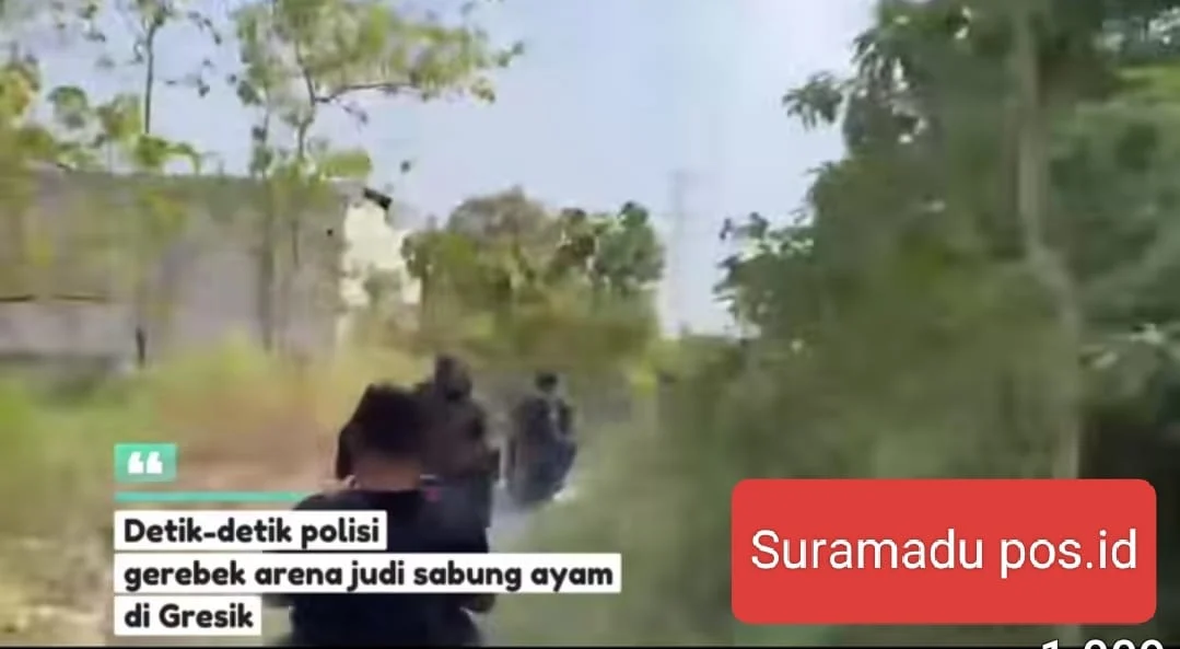 POLRES GRESIK MUSNAKAN ARENA SABUNG AYAM DI MENGANTI
